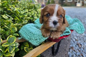 Nathaniel - puppy for sale