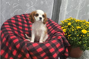 Nicolas - Cavalier King Charles Spaniel for sale