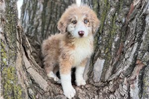 Ducky - Aussiedoodle for sale