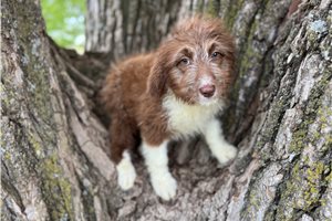 Hazel - Aussiedoodle for sale