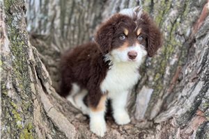 Holler - Aussiedoodle for sale