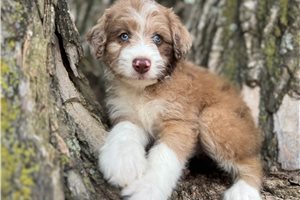 Rocket - puppy for sale