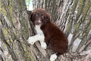 Minnie - Aussiedoodle for sale