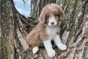 Conway - Aussiedoodle for sale