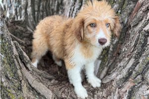 Bluey - Aussiedoodle for sale