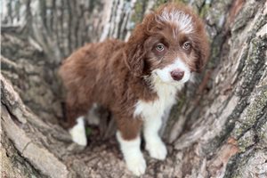 Chloe - Aussiedoodle for sale