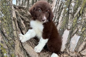 Minnie - Aussiedoodle for sale