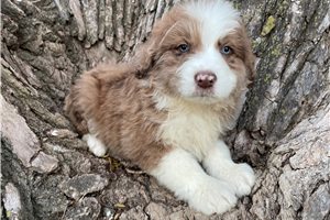 Goose - Aussiedoodle for sale