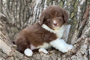 Hazel - puppy for sale