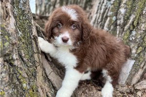 Chloe - Aussiedoodle for sale