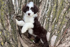 Figg - puppy for sale
