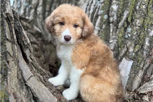 Bluey - Aussiedoodle for sale