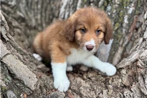 Pebbles - Aussiedoodle for sale