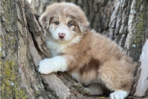 Ducky - puppy for sale