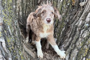 Tuck - Aussiedoodle for sale