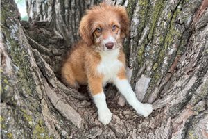 Pebbles - Aussiedoodle for sale