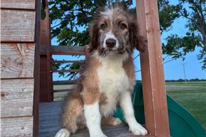 Rosie - Aussiedoodle for sale