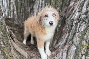 Ducky - Aussiedoodle for sale