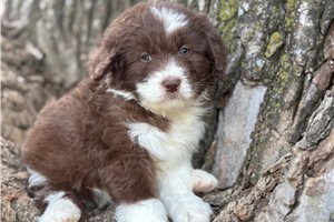 Chloe - puppy for sale