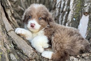 Conway - puppy for sale