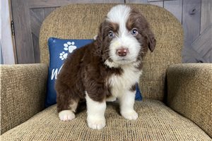 Jasper - puppy for sale