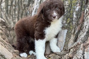 Minnie - puppy for sale