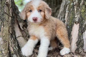 River - puppy for sale