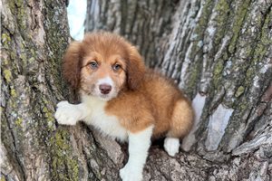 Pebbles - Aussiedoodle for sale