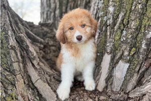 Bluey - Aussiedoodle for sale