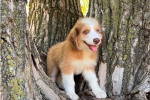 Nacho - puppy for sale