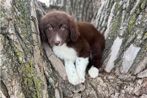 Minnie - Aussiedoodle for sale