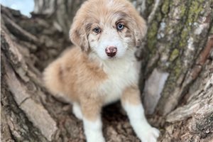 Ducky - Aussiedoodle for sale