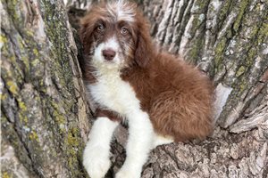 Chloe - Aussiedoodle for sale