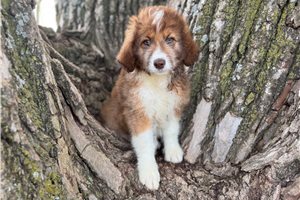 Rosie - Aussiedoodle for sale