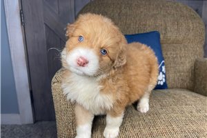 Sandy - puppy for sale