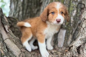 Charlie - puppy for sale