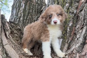 Conway - Aussiedoodle for sale