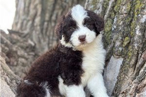 Figg - puppy for sale
