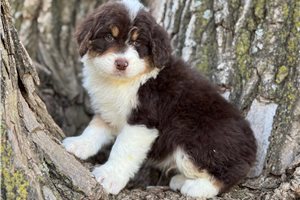 Holler - puppy for sale