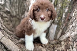 Hazel - Aussiedoodle for sale
