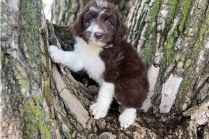 Shep - puppy for sale