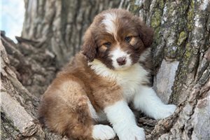 Rosie - puppy for sale