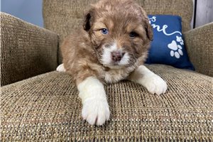 Bo - Aussiedoodle for sale