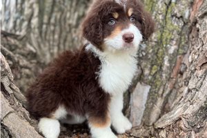 Holler - Aussiedoodle for sale