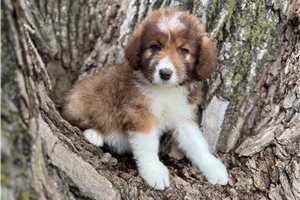 Rosie - Aussiedoodle for sale