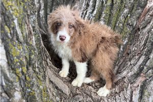Conway - Aussiedoodle for sale