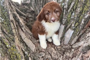 Hazel - Aussiedoodle for sale