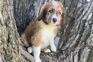Rosie - Aussiedoodle for sale
