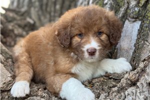 Pebbles - puppy for sale