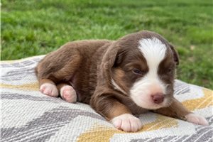 Jett - Australian Shepherd for sale